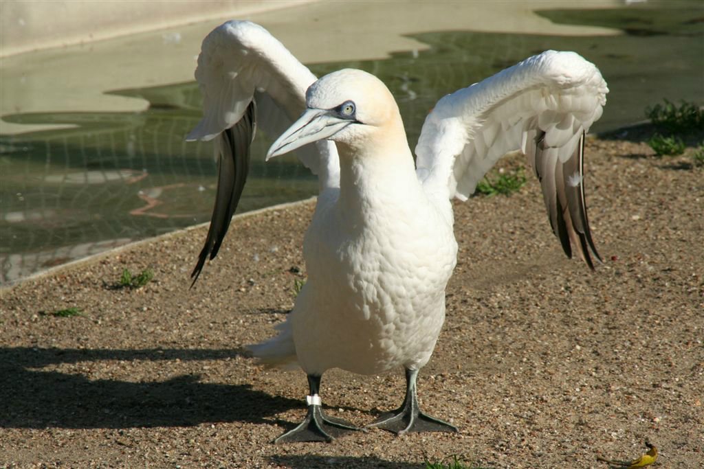 Dieren